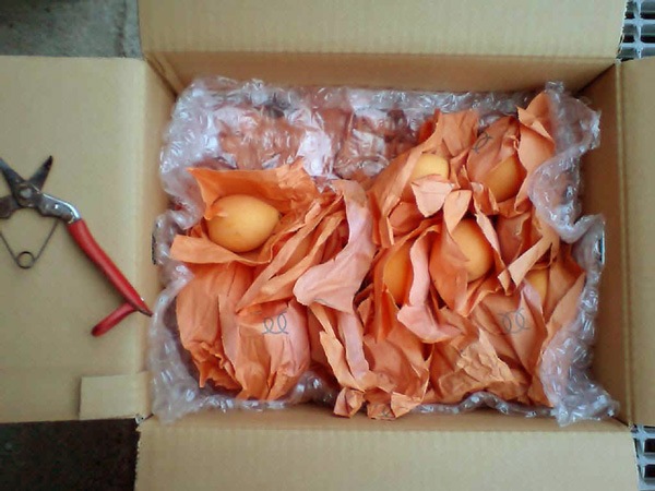 ̵ݡǡʥӥ3kg50)ڻľۡ