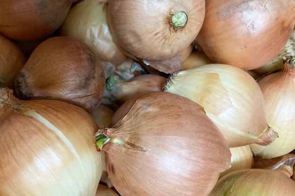 ��̵�������������ݡ۶̤ͤ�1kg �꤬�ФƤ����������ʡ��̳�ƻ��������͡�v1000��