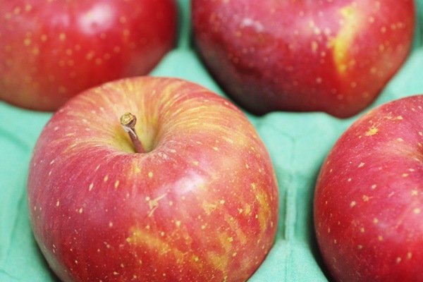 ��̵���������������ݡۤ�󤴡ʤդ���4.5kg���Ŀ�������Ҥ�������ϡ��������ߡ�Ʊ���Բġۢ�11/25(��)����