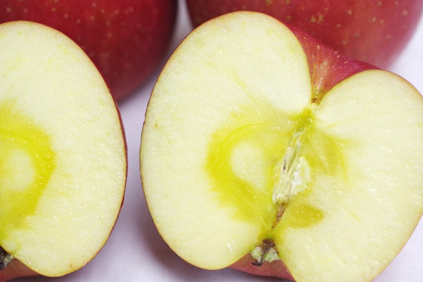 ��̵���������������ݡۤ�󤴡ʤդ���2�̡��Ŀ�������Ҥ�������ϡ�v800�ۢ�11/25(��)����ʬ