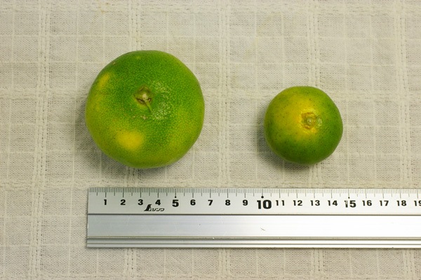 ��̵�������������ݡ۶������ߥ���1kg �ߤ���ε��������𤲤�ߥ���餷����̣�η��ܸ�����ǵ����������ϡ�v1000��