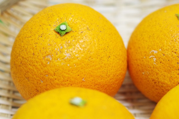 ��̵�������������ݡ۹�Ȭ��ʤϤä�����1kg�ι��縩���񹭼�����������ϡ�v1000��