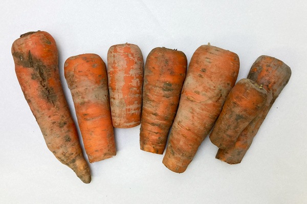 ��̵�������������ݡۥ˥󥸥�1���ʼ��Ⱥμ���ۡ��ĥ���åɡ� �ޤ����Τ����������ʡ������ԡ�Club���ϡϡ�v1000��