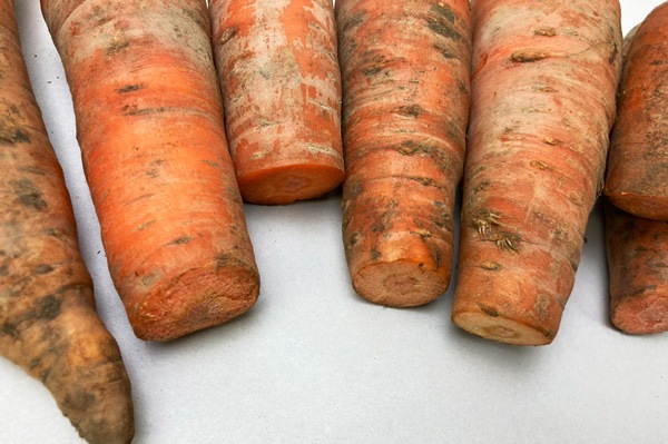 ��̵�������������ݡۥ˥󥸥�1���ʼ��Ⱥμ���ۡ��ĥ���åɡ� �ޤ����Τ����������ʡ������ԡ�Club���ϡϡ�v1000��