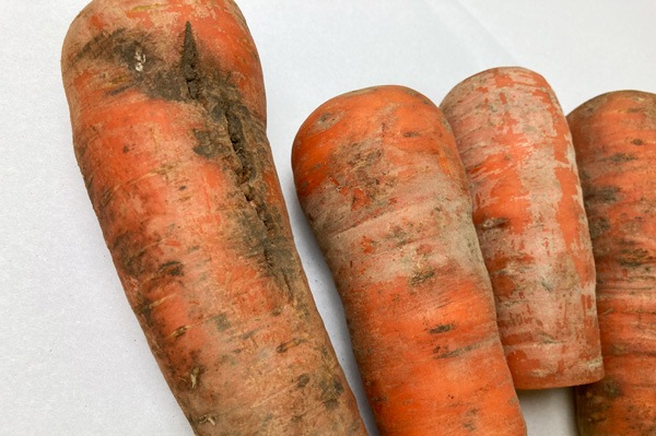 ��̵�������������ݡۥ˥󥸥�1���ʼ��Ⱥμ���ۡ��ĥ���åɡ� �ޤ����Τ����������ʡ������ԡ�Club���ϡϡ�v1000��