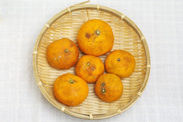 ��̵�������������ݡ������ʤ���ߡ˥����1kg�ι��縩���񹭼�����������ϡ�v1000��