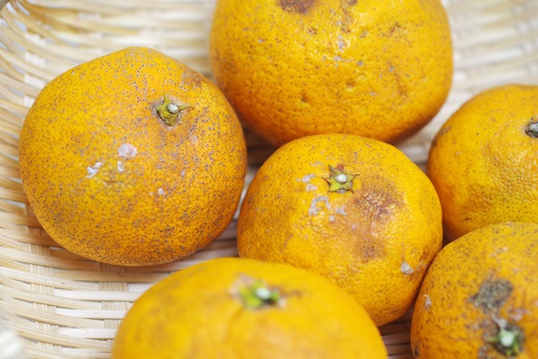 ��̵�������������ݡ������ʤ���ߡ˥����1kg�ι��縩���񹭼�����������ϡ�v1000��