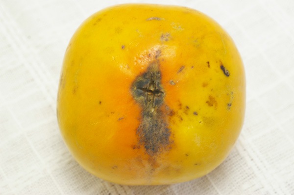 ̵ݡ۳1kgˡ²λϡv1000ۢ11//3ʶͽ