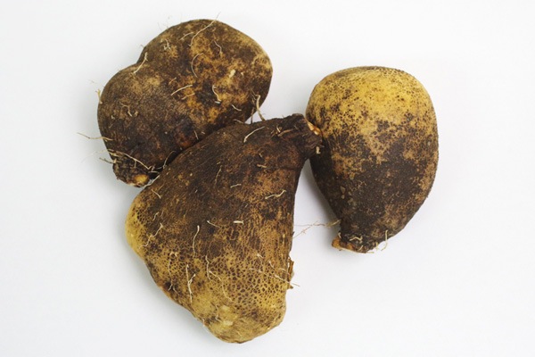 ��̵�������������ݡۤĤ��Ͱ�����°����700g Ǵ�굤���ֹ������Ǥ�Ȥ�����Ĺ�긩��������꼫������ϡ�v800��