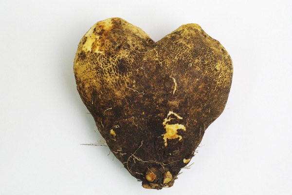 ��̵�������������ݡۤĤ��Ͱ�����°����700g Ǵ�굤���ֹ������Ǥ�Ȥ�����Ĺ�긩��������꼫������ϡ�v800��