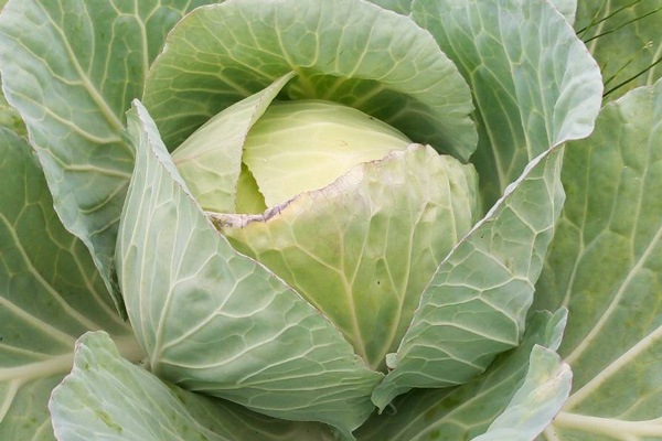 ��̵�������������ݡۥ���٥ġε����ܡ��ݥȥ�ե�����ϡ�v1800�ۢ�7/4(��)ȯ��ʬ