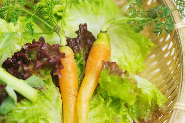 ��̵�������������ݡۥ�������åȡʾ����֤�˥󥸥�δְ����ȥ꡼�ե쥿���ˡε����ܡ��ݥȥ�ե�����ϡ�v400�ۢ�3/1(��)ȯ��ʬ