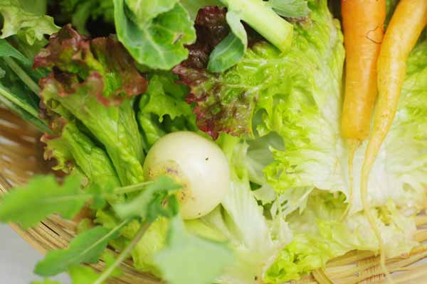 ��̵�������������ݡۥ�������åȡʾ����֤�˥󥸥�δְ����ȥ꡼�ե쥿���ˡε����ܡ��ݥȥ�ե�����ϡ�v400�ۢ�3/1(��)ȯ��ʬ