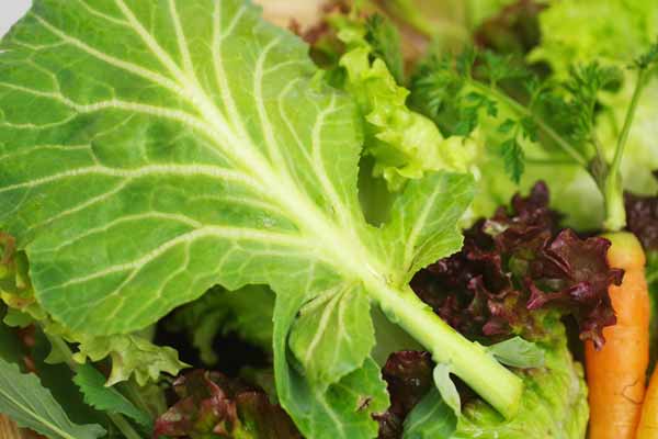 ��̵�������������ݡۥ�������åȡʾ����֤�˥󥸥�δְ����ȥ꡼�ե쥿���ˡε����ܡ��ݥȥ�ե�����ϡ�v400�ۢ�3/1(��)ȯ��ʬ