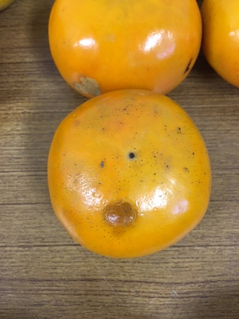 ̵ݡ۳1kgˡ²λäϡv1000ۡ111()ʬ