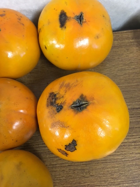 ̵ݡ۳1kgˡ²λäϡv1000ۡ111()ʬ