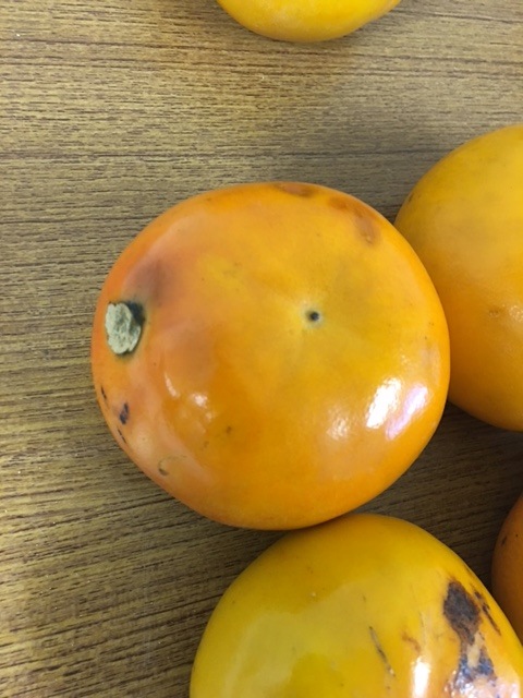 ̵ݡ۳1kgˡ²λäϡv1000ۡ111()ʬ