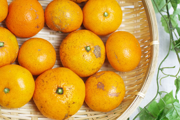 ��̵�������������ݡ۲����ߥ���5kg�η��ܸ�����ǵ����������ϡ�v5000�ۢ�����ʬ�ǽ�λ�Ǥ���