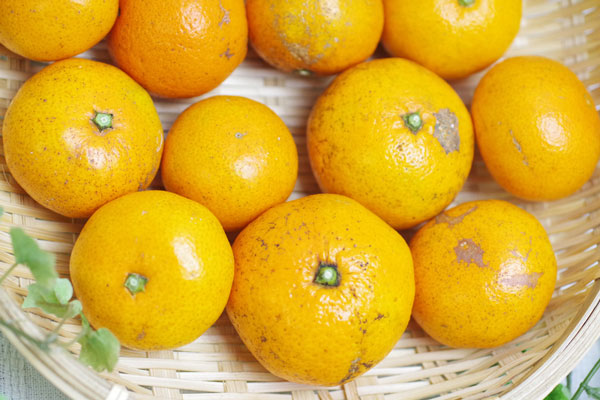 ��̵�������������ݡ۲����ߥ���5kg�η��ܸ�����ǵ����������ϡ�v5000�ۢ�����ʬ�ǽ�λ�Ǥ���