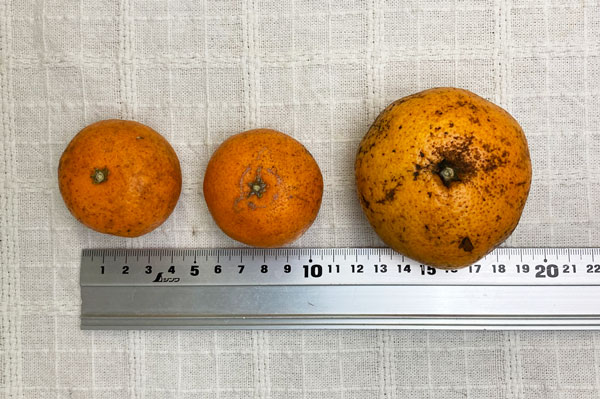 ��̵�������������ݡ۲����ߥ���5kg�η��ܸ�����ǵ����������ϡ�v5000�ۢ�����ʬ�ǽ�λ�Ǥ���