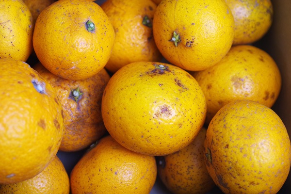 ̵ݡʤߡ˥5kgι縩񹭼ϡv5000