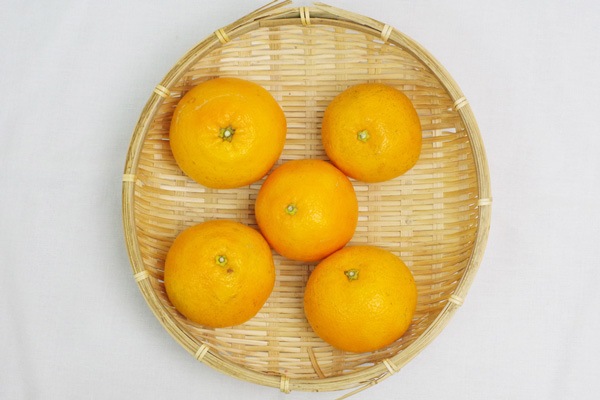 ��̵�������������ݡ۰�ͽ��1kg ˧��ʹ�ꡦ�˾�����������塼���ΰ�ɲ���� ��������ϡ�v1000��