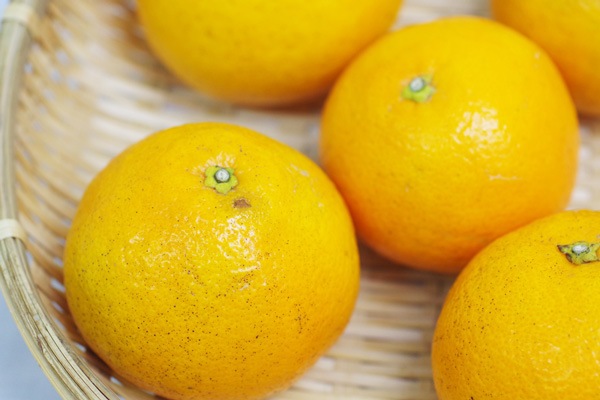 ��̵�������������ݡ۰�ͽ��1kg ˧��ʹ�ꡦ�˾�����������塼���ΰ�ɲ���� ��������ϡ�v1000��