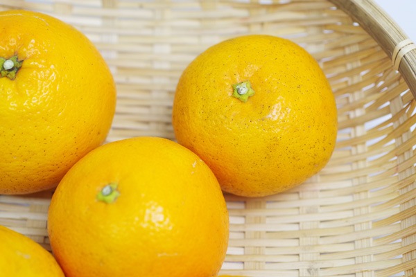 ��̵�������������ݡ۰�ͽ��1kg ˧��ʹ�ꡦ�˾�����������塼���ΰ�ɲ���� ��������ϡ�v1000��