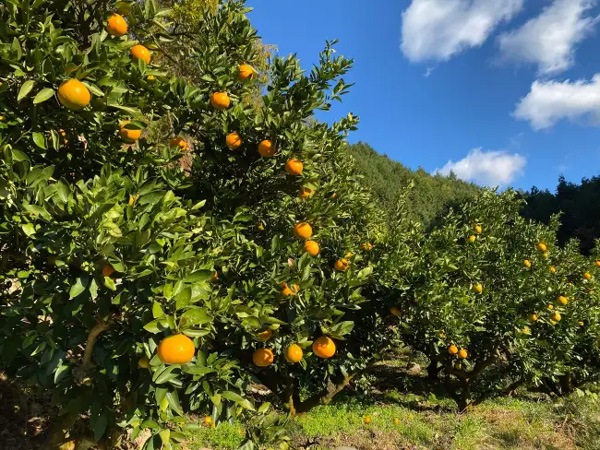 ��̵�������������ݡ۰�ͽ��1kg ˧��ʹ�ꡦ�˾�����������塼���ΰ�ɲ���� ��������ϡ�v1000��