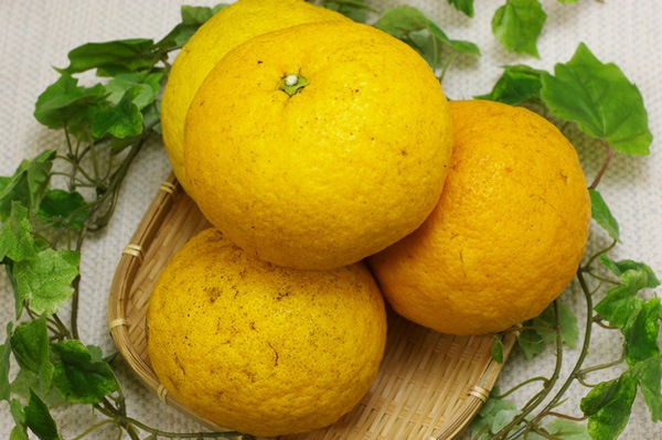 ��̵�������������ݡ۴ŲƤߤ���1.kg�ΰ�ɲ������������ϡ�v1000��