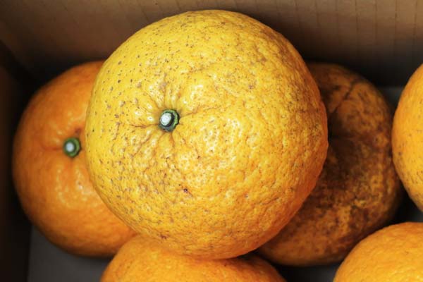 ��̵�������������ݡ۴ŲƤߤ���1.kg�ΰ�ɲ������������ϡ�v1000��