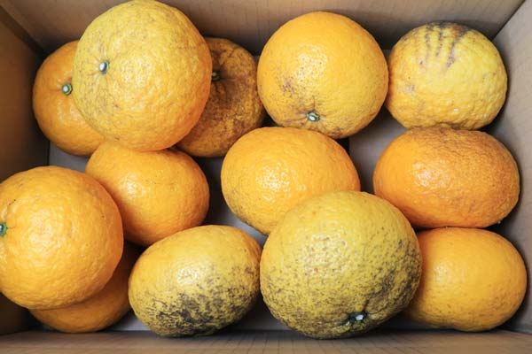 ̵ݡ۴ŲƤߤ5kgΰɲϡv5000