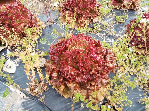 ��̵�������������ݡۥ��ˡ��쥿���������Ȥ���ϡε����ܡ��ݥȥ�ե�����ϡ�v800��