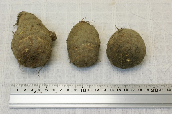 ��̵����������������礭���Τ��1kg�ε����ܡ������Ҽ�������ϡ�v1000��