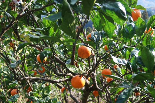 ��̵�������������ݡۥ磻��ɤʳ��Ѥ�ǻ���ǥ����Τ��벹���ߥ���1kg�����縩�����ڹ�Ƿ�����