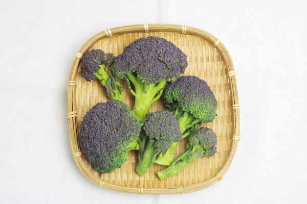 ̵ݡۥ֥å꡼εܡϡv600ۢ1/11()ʬ