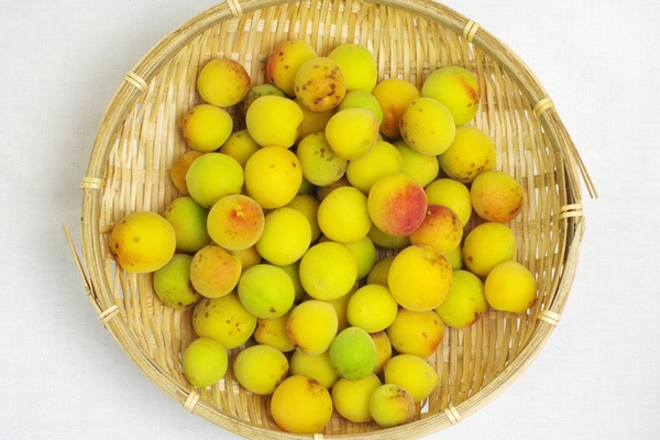 福井梅　紅サシ　自然自然農法　無農薬、無消毒 紅さし梅の完熟梅1kg｜無肥料・自然栽培 - 無農薬・無肥料の野菜を宅配