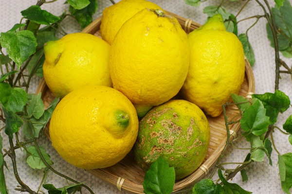 ��̵�������������ݡۥ���1kg�ΰ�ɲ������������ϡ�v1000��