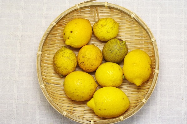 ��̵�������������ݡۥ���1kg�ΰ�ɲ������������ϡ�v1000��