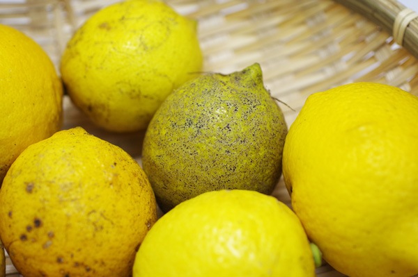 ��̵�������������ݡۥ���1kg�ΰ�ɲ������������ϡ�v1000��