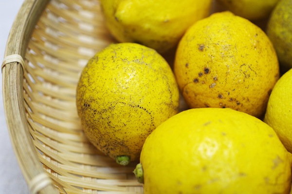 ��̵�������������ݡۥ���1kg�ΰ�ɲ������������ϡ�v1000��