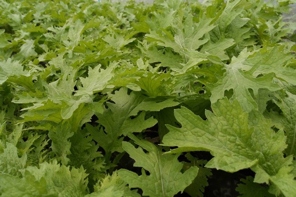 ��̵�������������ݡۤ蘆�Ӻڡ����縩�����ȥĥ���ߥե�����ϡ�v400��