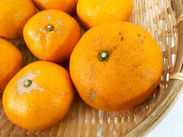 ��̵�������������ݡ�����ߤ���1kg �����Τ���Ťߤ���¢���ι⤤�����ߤ���ι��縩���񹭼�����������ϡ�v1000��