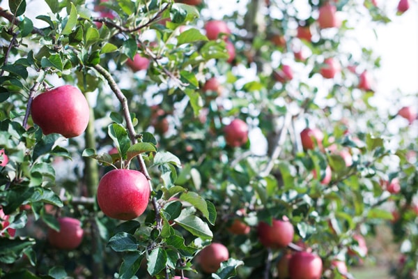 ڸ̺ݡۤ󤴡ʥʥΥȡ2ġĹͤϡv500