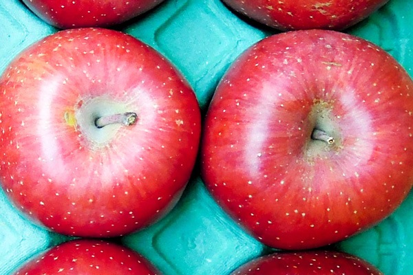 ڸ̺ݡۤ󤴡ʥʥΥȡ2ġĹͤϡv500