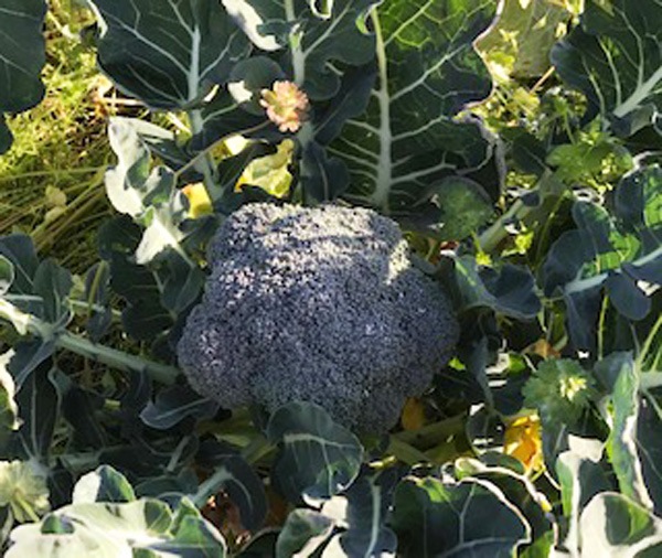 みちよ徳島県産 ブロッコリー 20個 約6キロ×2セット 2_000000000989.jpg?1711097483