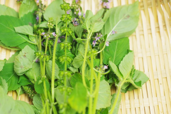 ̵ݡۥۡ꡼Хεܡݥȥեϡv400