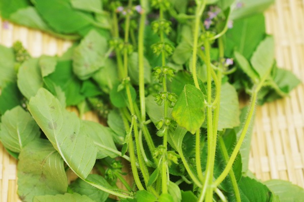 ̵ݡۥۡ꡼Хεܡݥȥեϡv400