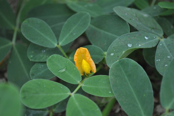 ��̵�������������ݡ��������110g��v200��