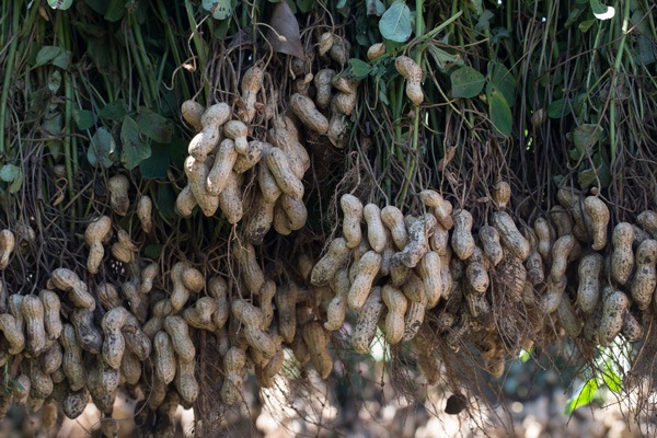 ��̵�������������ݡ��������110g��v200��